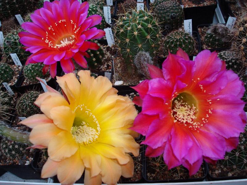Eigene Echinopsis/Mein Traum, Yes, Madame Pele 4.1.jpg